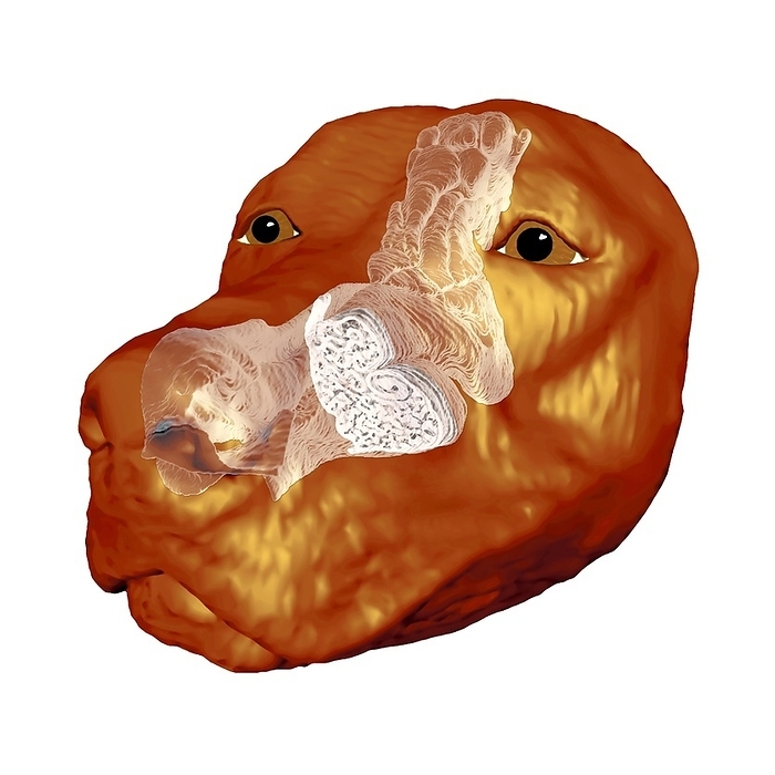 Dog s nose, MRI model Dog s nose, magnetic resonance imaging  MRI  model. Detailed MRI scans have allowed the reconstruction of the complicated airways inside a dog s nose, for the study of olfaction  the sense of smell . Shown here is the shape of the airway, which extends from the dog s nostril to the cranial location above the eye. The cross section shown reveals turbinates in the region of the nose responsible for heating and cooling the air breathed in. Further back is the olfactory epithelium, where the smells are actually sensed.