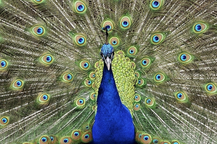 Male peacock displaying Male peacock displaying. Indian peacock  Pavo cristatus  male displaying its tail feathers. This bird is native to India and Sri Lanka, although it is widely domesticated throughout the world. The male s extravagant feathers are displayed as part of its courtship ritual.