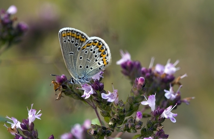 Silver studded Blue on Marjoram Silver studded Blue butterfly  Plebejus argus  on Marjoram  Origanum  flower. Photographed in Romania in autumn.