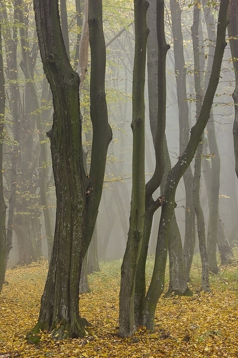Beech  Fagus sylvatica  and Hornbeam Beech  Fagus sylvatica  and Hornbeam  Carpinus  trees in misty woodland in Breite, near Sigishoara, Transylvania, Romania. Photographed in autumn.