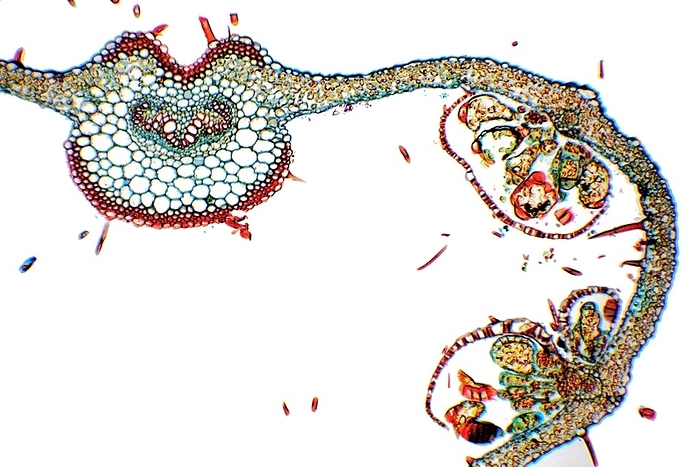 Fern frond, light micrograph Fern frond, light micrograph. Transverse section through the frond of a fern  Cyrtomium falcatum , showing the sporangia. At left is a central vascular bundle  meristele  with central xylem tissue  red  surrounded by phloem  light green . On the underside of the frond are two sori  right  each consisting of an umbrella shaped indusium with a handle shaped base  placenta , from which protrude numerous stalked sporangia  containing the reproductive spores . Magnification: x19 when printed at 10 centimetres wide.