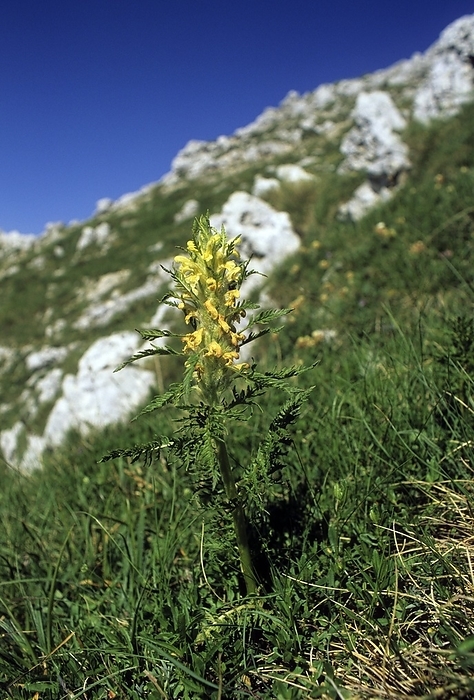 Pedicularis foliosa Pedicularis foliosa in flower on a rocky mountain slope.