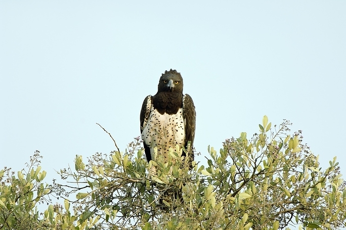 Martial eagle Martial eagle  Polemaetus bellicosus  perching in a tree. Martial eagles are the largest eagles in Africa. They soar over the plains and scrublands of sub Saharan Africa, hunting everything from gamebirds, snakes and lizards, to jackal, domestic goats and mammals as large as small antelopes. Photographed in the Duba Plains, Botswana.