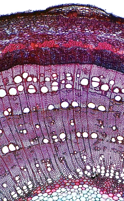 Ash stem, light micrograph Ash stem. Light micrograph of a transverse section through the woody stem of an ash  Fraxinus excelsior  tree showing four growth rings  concentric circles . The outer layer  top  is composed of cork  blackish brown , underneath which is the cortex  red purple , with primary phloem fibres  light red bundles  in the inner cortex. Under this is a layer of phloem sieve tubes with simple sieve plates  dark blue and deep red . Under the phloem is a ring of cambium  deep blue  and under this is a thick layer of wood  xylem, pink . The solid pith  bottom  is composed of parenchyma cells. Magnification: x106 when printed 10 centimetres wide.
