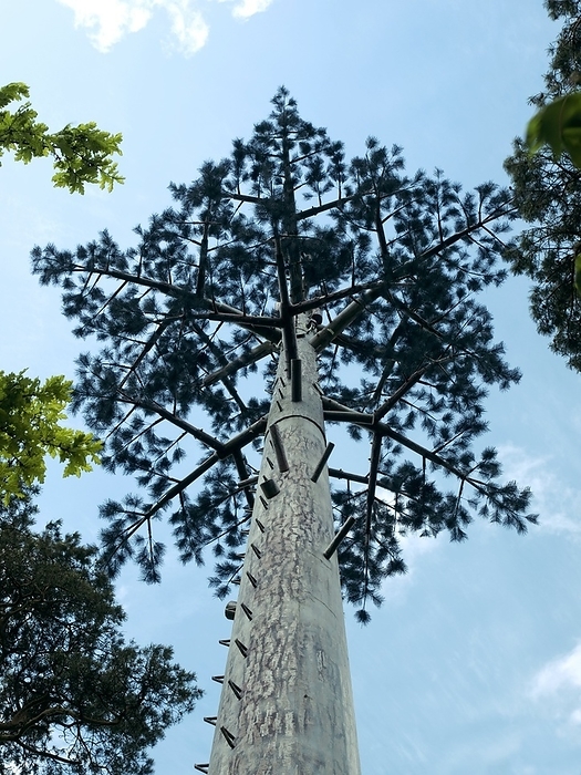 Communication mast Communication mast designed to resemble a tree. Photographed near Shaftesbury in Dorset, UK.