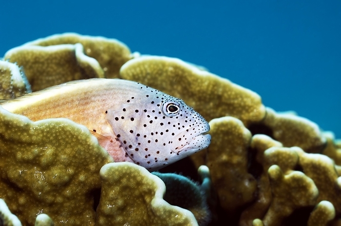Freckled hawkfish Freckled hawkfish  Paracirrhites forsteri  perched on a blue coral  Heliopora coerulea . Photographed in the Andaman Sea, Thailand.