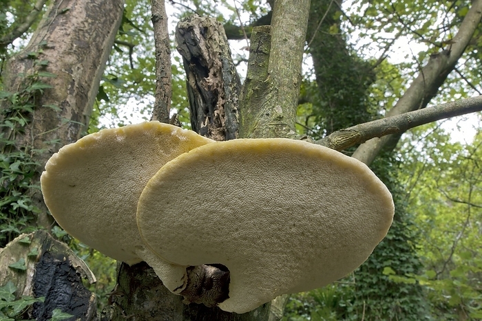 Bracket fungus  Polyporus squamosus  Bracket fungus. Dryad s saddle  Polyporus squamosus  bracket fungus on a tree.