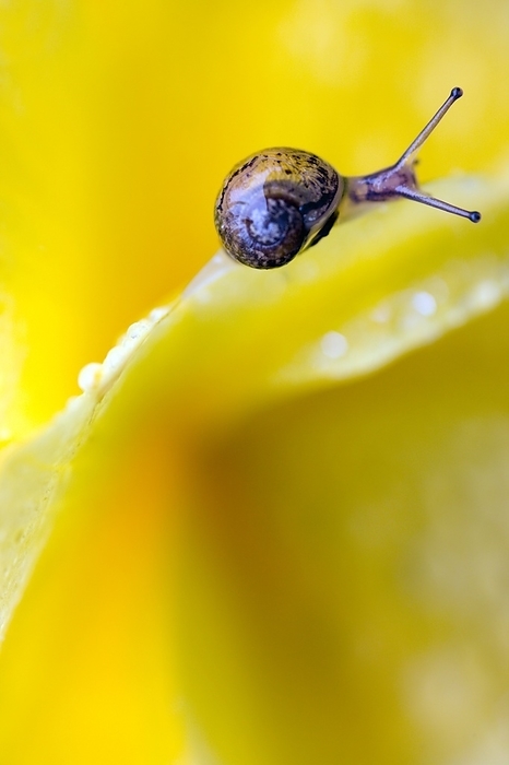 Garden snail Garden snail. Young garden snail  Helix aspersa  feeding on a petal of a begonia  Begonia sp.  plant.