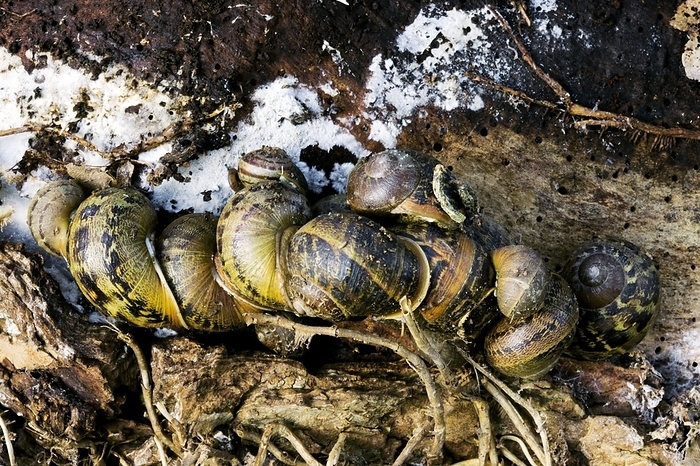 Hibernating garden snails Hibernating garden snails. Garden snails  Helix aspersa  hibernating under a rotting log.