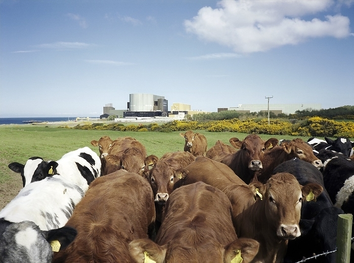 Wylfa nuclear power station, Wales Wylfa nuclear power station. Cows in a field near Wylfa nuclear power station. This is the largest and last Magnox station to be built. It began generating electricity in 1971 and will cease operations in 2010. Photographed in Anglesey, North Wales.