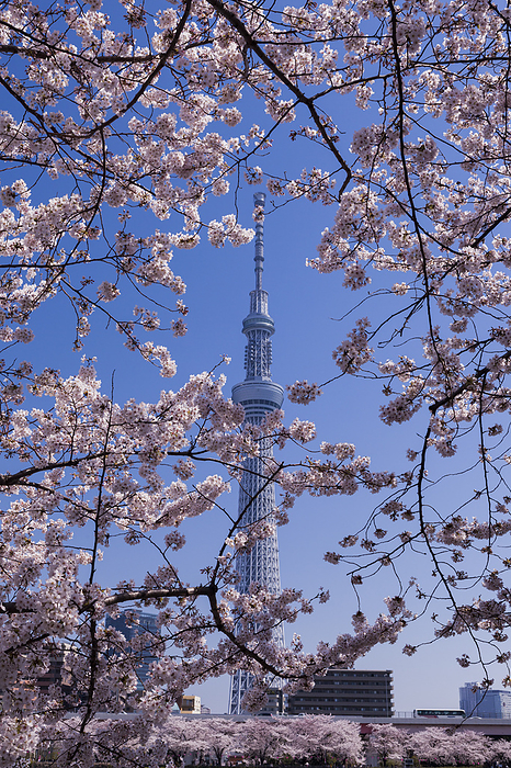 Taito Ward, Tokyo Cherry blossoms, Sky Tree