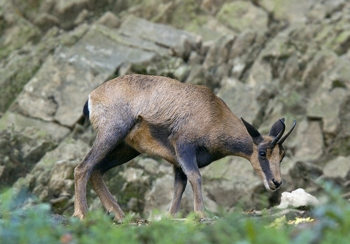 Pyrenean chamois A Pyrenean chamois  Rupicapra pyrenaica , also known as Isard, in the Pyrenees, France.