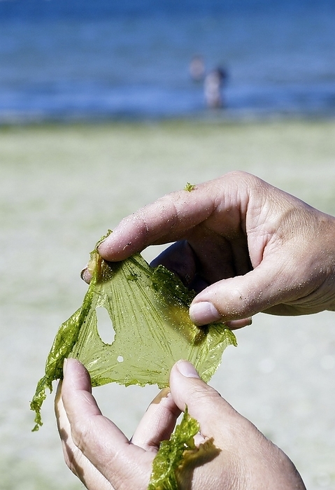 Green algae, Brittany, France Green algae. Man holding a piece of sea lettuce  green algae, Ulva sp.  picked up from a beach in Brittany, France. Many beaches in Brittany are regularly affected by huge blooms of algae as a result of the leaching of fertilisers, primarily nitrates, from farms into the rivers. This causes an increase in the concentration of chemical nutrients in the ecosystem  eutrophication , which increases plant growth. The algae pose a health hazard as they produce poisonous fumes as they decay.
