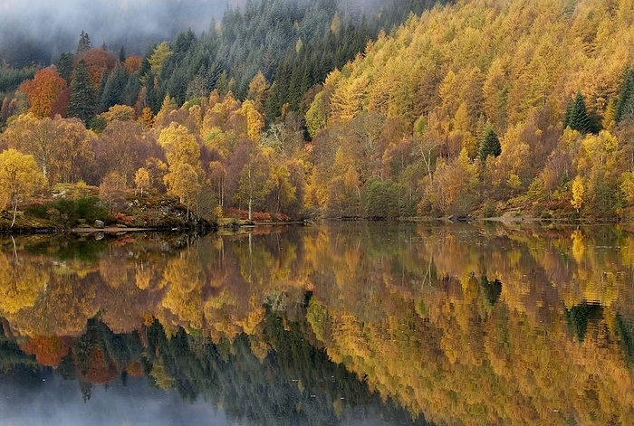 Reflections of autumn colours in loch Autumn colours. Misty morning at Loch Tummel in Perthshire, Scotland. A forest of deciduous and coniferous trees reflected in the water. The deciduous trees are predominately birch  Betula sp.  and larch  Larix sp. .