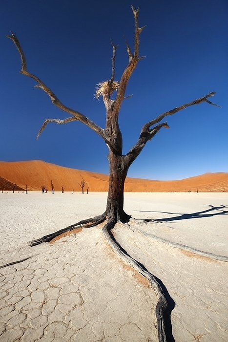 Dead Vlei Dead Vlei is a clay pan located near Sossusvlei, in the Namib Naukluft Park in Namibia, Africa. It is surrounded by the highest sand dunes in the world. The clay pan was formed after rainfall, when the Tsauchab river flooded, creating temporary shallow pools where the abundance of water allowed camel thorn trees to grow. When the climate changed, drought hit and sand dunes encroached on the pan, which blocked the river from the area. The trees died, as there no longer was enough water to survive. The remaining skeletons of the trees, which are believed to be about 900 years old, are now black because the intense sun has scorched them. The wood does not decompose because it is so dry.