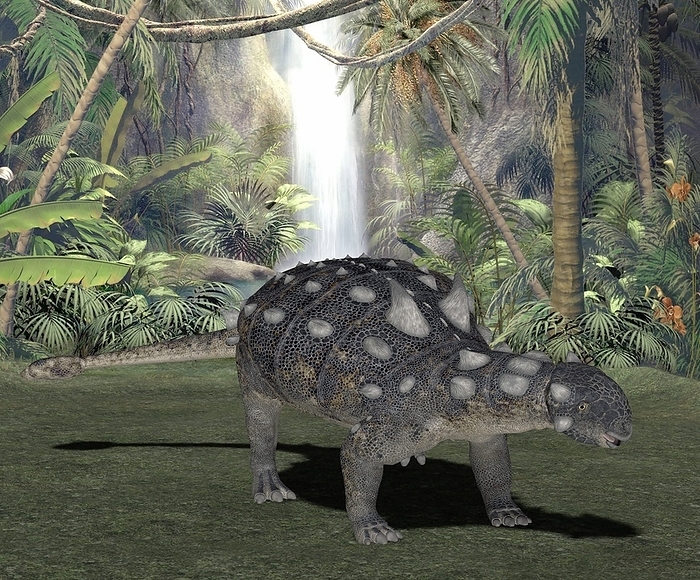 Euoplocephalus, artwork Euoplocephalus, computer artwork. Euoplocephalus was one of the largest genera of ankylosaurs   armour plated dinosaurs. They lived between 85 and 65 million years ago, in the Campanian Maastrichtian age of the late Cretaceous period.