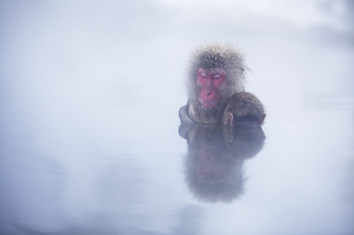 A monkey bathing in the hot springs of Hell Valley