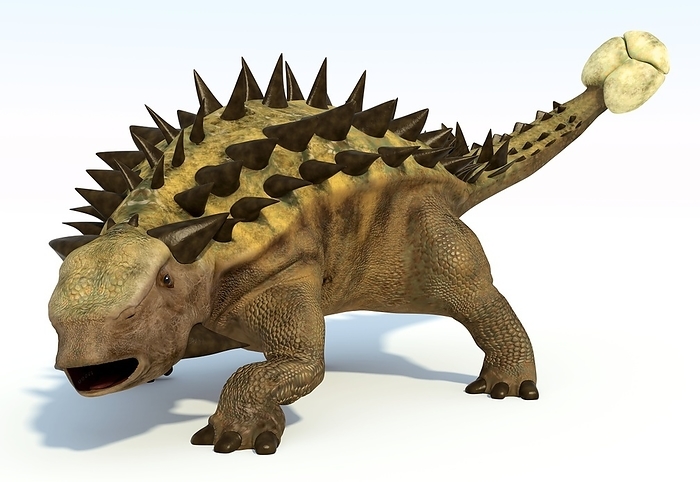 Ankylosaur, artwork Ankylosaur, artwork. This heavily armoured dinosaur lived in the early Mesozoic era, in the Jurassic and Cretaceous periods, between about 125 and 65 million years ago. It was a herbivorous dinosaur, and the spiked armour served as protection against carnivorous dinosuars. Ankylosaurs also possessed a heavy club like tail, which could be swung at attackers to injure their legs. A full grown adult could be 6 to 9 metres long, weighing over 6 tonnes.