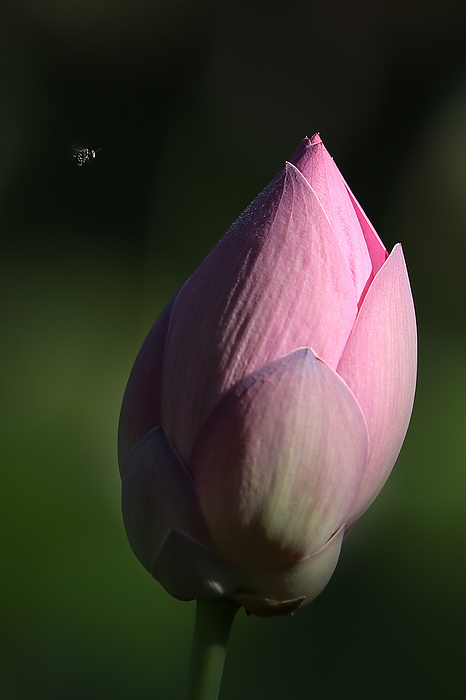 Indonesia Bali Island A pink lotus flower bud is pictured in Nugara, on the resort island of Bali in Indonesia, July 4, 2015.  Photo by Yuriko Nakao AFLO 
