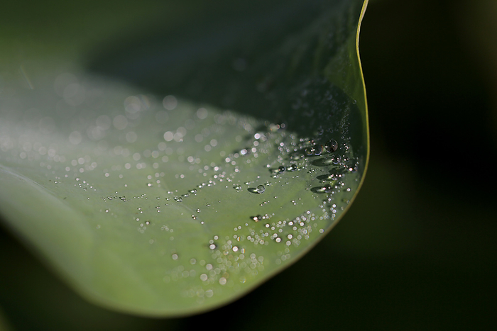 Indonesia Bali Island Water drops are pictured on a leaf of a lotus flower in Nugara, on the resort island of Bali in Indonesia, July 4, 2015.  Photo by Yuriko Nakao AFLO 