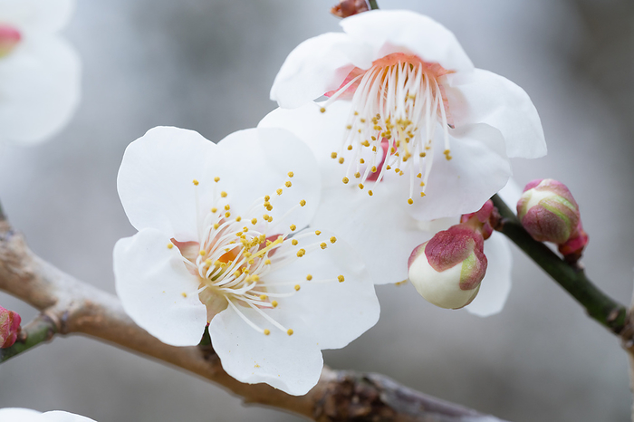plum blossom design