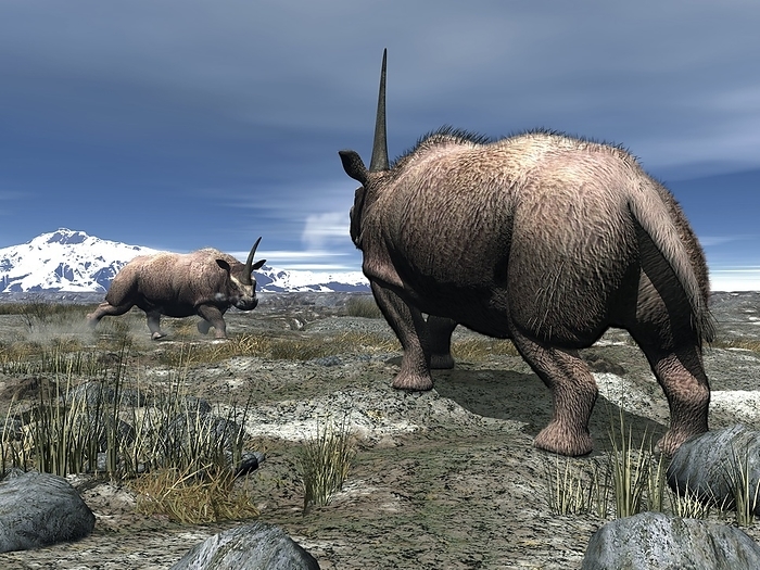 Elasmotherium, artwork Elasmotherium. Computer artwork of a pair of male Elasmotherium confronting one another on the ancient steppe grasslands of what is now Southern Russia. Elasmotherium were giant herbivorous mammals that lived in Eurasia about 3 million years ago, during the Late Pliocene to Middle Pleistocene epochs. Related to modern rhinos they had a single massive horn  up to 2 metres long , stood about 2.5 metres tall at the shoulder, were up to 8 metres long and weighed over 3 tonnes.
