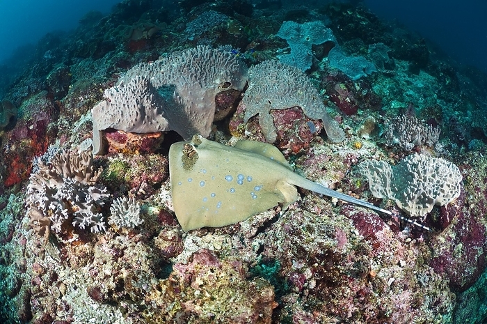 Bluespotted ribbontail ray Bluespotted ribbontail ray  Taeniura lymma  resting on a coral reef. This stingray is found in the Indo West Pacific region and feeds on molluscs, worms, shrimps, and crabs. It grows to a maximum length of around 70 centimetres. Photographed off the coast of Komodo, Indonesia.