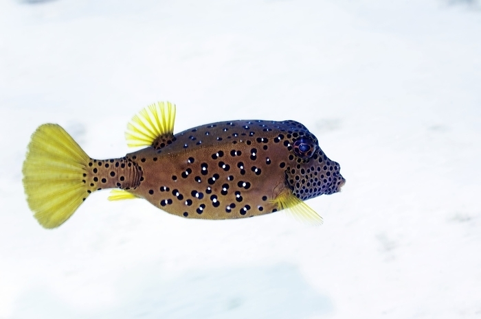 Yellow boxfish Yellow boxfish  Ostracion cubicus . Photographed in the Andaman Sea, Thailand.