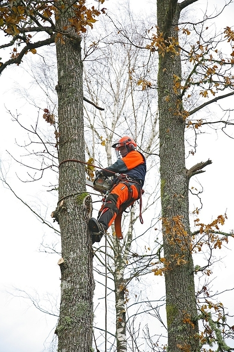 Tree surgeon Tree surgeon. Arborist using tree climbing equipment and a chainsaw while pruning branches from a tree. Photographed in Bollebygd, Vastra Gotaland County, Sweden.