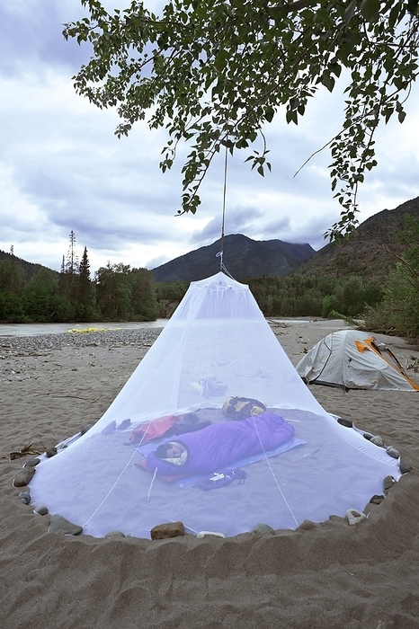 Sleeping under a mosquito net, Canada Sleeping under a mosquito net. The net has been secured by stones around its edge, and a rope over a tree branch has been used to pull the net erect. The mesh of the net prevents mosquitoes and other river dwelling insects, such as midges, from biting the camper as they sleep. Some mosquitoes and other insects transmit diseases. Photographed in the Coast Mountains, British Columbia, Canada.