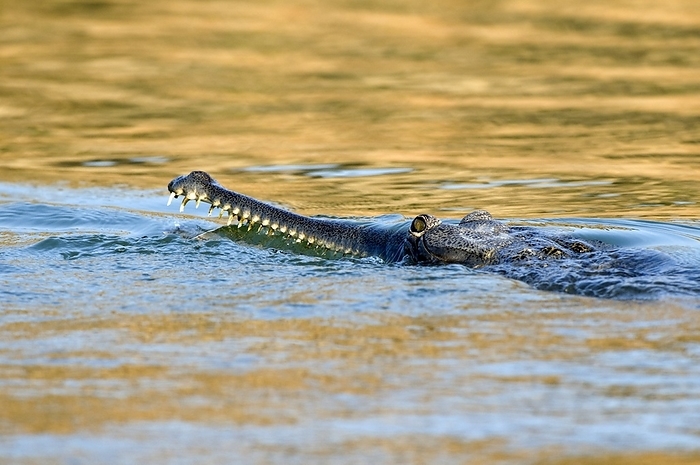 Gharial Gharial  Gavialis gangeticus  swimming in water. This crocodile like reptile has a distinctive long narrow snout adapted to catching small fish. It can reach a length of over 5 metres. It is found in rivers in most of Pakistan and in north eastern India. Photographed in India.