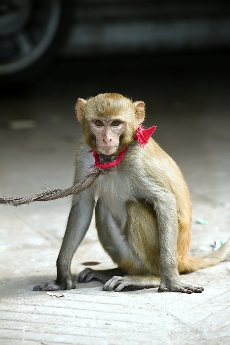 Pet rhesus macaque Pet rhesus macaque  Macaca mulatta  on a leash in an urban area. This monkey is found in southern and south eastern Asia, and southern China. It has a lifespan of around 25 years, and is relatively easy to keep as a pet. It is mostly herbivorous, feeding on leaves and roots. Photographed in India.