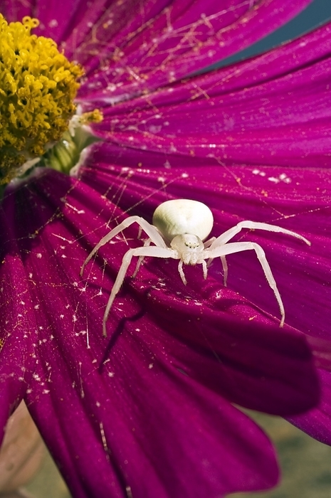 Crab spider on a flower Crab spider  Misumena vatia  waiting for prey on a flower. Photographed in Umbria, Italy, in summer.