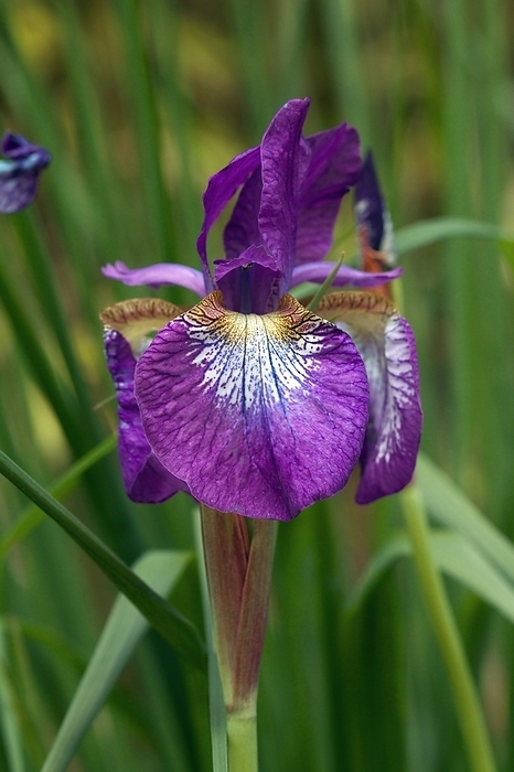 Iris sibirica  Helen Astor  Iris sibirica  Helen Astor  in flower.