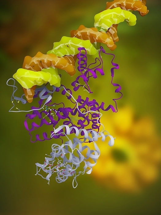 PPAR regulatory molecule PPAR regulatory molecule. Molecular model of peroxisome proliferator activated receptor gamma  PPARG, pink  bound to a DNA  deoxyribonucleic acid  molecule  orange and green . The PPAR gamma molecule is always found in a dimer with retinoid X receptor  RXR, white  when it is bound to DNA. The PPARG RXR protein binds to DNA to either decrease or increase the expression of genes that are involved in fatty acid storage and glucose metabolism. Due to this it is a target for diabetes drugs that could lower blood sugar levels without the need for insulin.