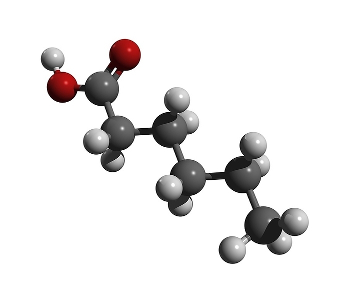 Caproic acid molecule Caproic acid, molecular model. Caproic acid, also called hexanoic acid, is a carboxylic acid. It has an odour reminiscent of barnyard animals. Atoms are represented as spheres and are colour coded  carbon  grey , hydrogen  white  and oxygen  red .