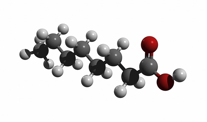 Caprylic acid molecule Caprylic acid, molecular model. Caprylic acid, also called octanoic acid, is a carboxylic acid. It is found naturally in the milk of a number of mammals. Caprylic acid is used as an antimicrobial agent. Atoms are represented as spheres and are colour coded  carbon  grey , hydrogen  white  and oxygen  red .