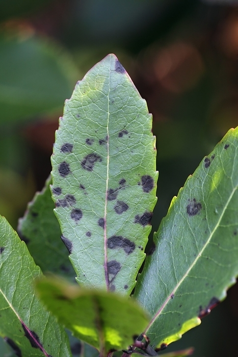Septoria unedonis. Arbutus leaf spot  Septoria unedonis .