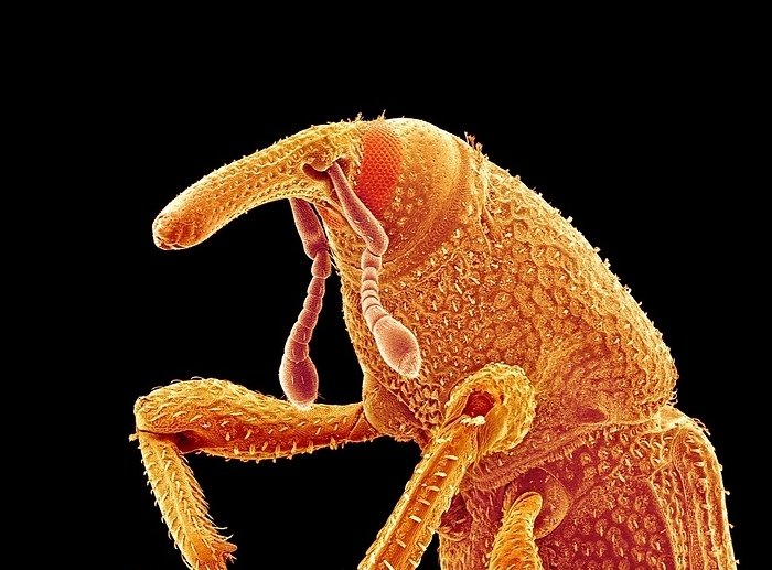 Rice weevil, SEM Rice weevil. Coloured scanning electron micrograph  SEM  of the upper body of the rice weevil  Sitophilus oryzae . This weevil is a major pest of stored rice in warm climates. The female lays its eggs inside the grains and the developing larvae feed on the grains, hollowing them out.