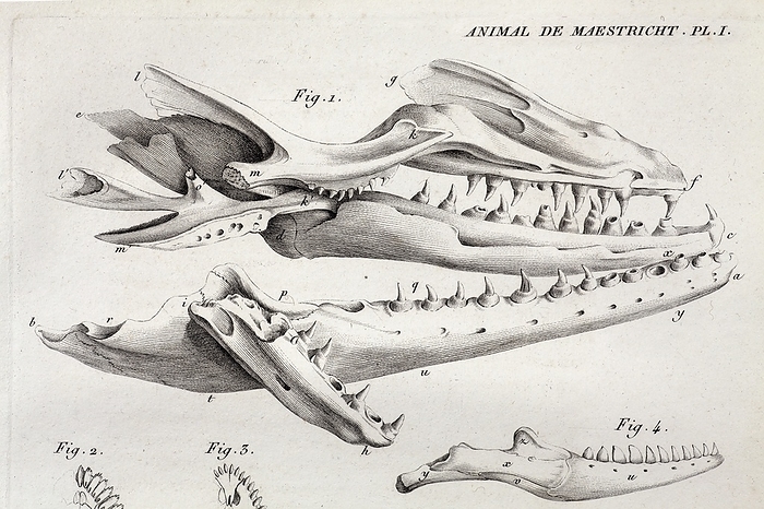1770 Cuvier Maastricht Mosasaur 1812 Plate 1 of  the big fossil animal    later named Mosasaur hoffmanii  from Vol. III, Cuvier s   Ossamens Fossiles  . The Maastricht Mosasaur was the first giant prehistoric reptile to be found and described by science. It prompted enlightenment scholars to consider that the world might once have been populated by different creatures to those found today. It was excavated in the St. Peters Bergs cave system by miners, and publicised widely by the naturalist Johann Hoffman. It was later captured by French Revolutionary forces in Holland and taken to Paris. A Dutch naturalist Adriaan Camper realised the beast was allied to the lizards in 1799. In 1808 Georges Cuvier confirmed this conclusion and published it in his seminal paleontology work   Ossamens Fossiles    the pages in this image . It was not actually named Mosasaurus    Meuse reptile    in 1822. 