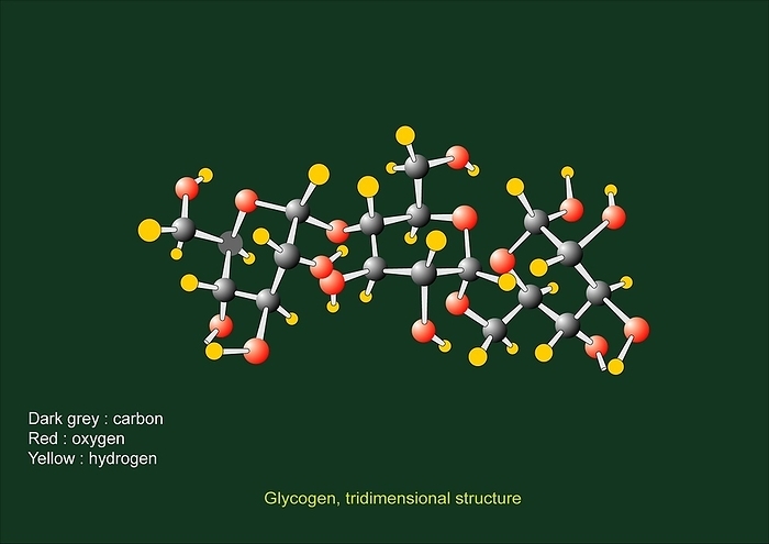 Glycogen units, molecular model Glycogen units, molecular model. Glycogen is made from many glucose molecules linked by one of two types of glycosidic bonds. Three molecules of glucose are shown joined here, with the atoms colour coded: carbon  grey , oxygen  red , and hydrogen  yellow . Glycogen is the storage form of glucose. It is mainly found in the liver and muscles, where it is stored until needed.