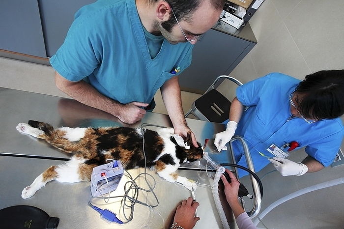 Veterinary surgery Veterinary surgery. Vets preparing an anaesthetised cat for an operation.