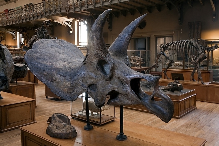 Natural history museum, France Natural history museum. Fossilised skull of a Triceratops horridus dinosaur in the National Museum of Natural History  MNHN , Paris, France. Triceratops was a Ceratopsid, a large four legged plant eating dinosaur characterized by a beak, rows of shearing teeth in the back of the jaw, and elaborate horns and frills. This species lived during the late Maastrichtian stage  around 68 65 million years ago  of the Late Cretaceous Period  around 99 65 million years ago  in what is now North America.