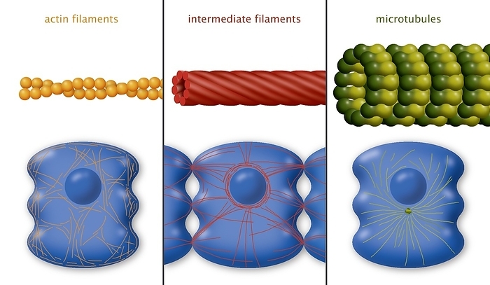 Cytoskeleton components, diagram Cytoskeleton components, diagram. The cytoskeleton is the internal support structure of a cell, composed of filaments of various diameters in nanometres  nm . At left, the globular protein actin  orange  forms a microfilament  6nm . At centre, intermediate filaments  red, 10nm  are composed of a family of various proteins. The thickest of the filaments are the microtubules  green, right, 25nm , composed of the protein tubulin. Some of their roles in a cell are shown across bottom. From left to right: cell contraction and movement  cell nucleus and desmosomes  cell cell adhesions   and a mitotic spindle  below the nucleus .