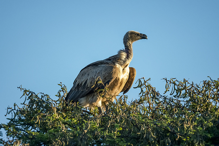 African white-backed vulture (Gyps africanus) perched on tree top against blue sky; Tanzania