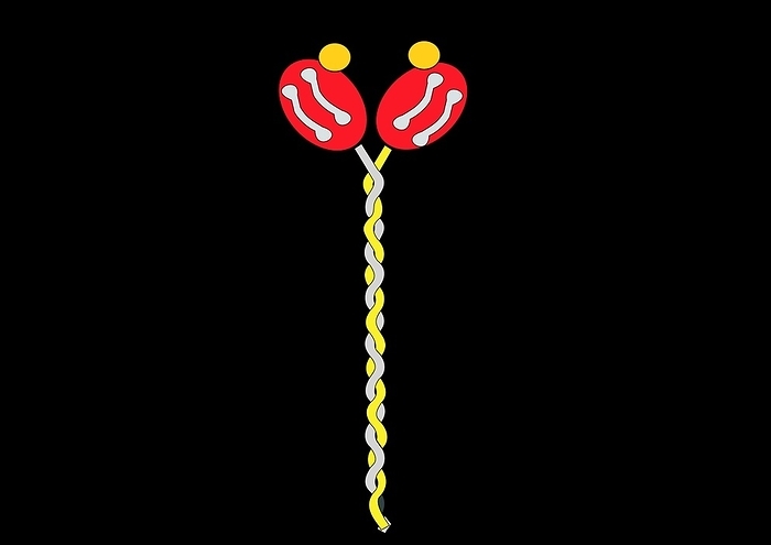 Myosin structure, artwork Myosin structure. Computer artwork showing the structure of myosin II, a molecular motor responsible for muscle contraction. Myosin is composed of two heavy chains and four light chains. The heavy chains make up the heads  red  and tail  yellow and grey . The light chains, two per head, bind at the neck  where the two heavy chains unwrap to form the heads . The functioning of myosin is dependent on the hydrolysis of ATP  adenosine triphosphate  to provide energy that is converted into mechanical movement. This hydrolysis is carried out by ATPase enxymes  round, yellow .