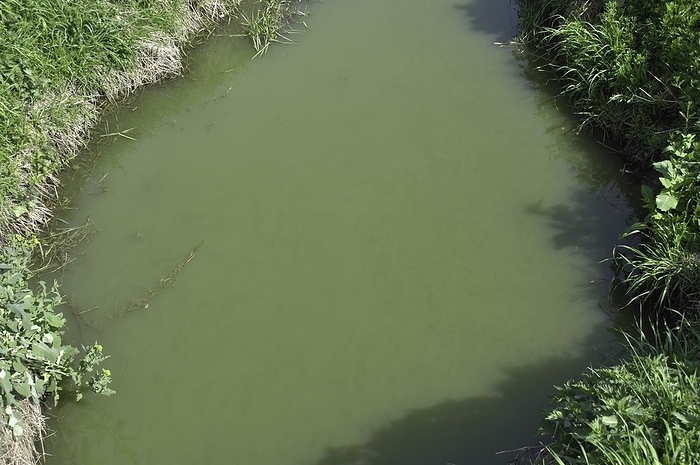 Algal pollution of watercourse Eutrophication of drainage ditch. Cheshire, UK