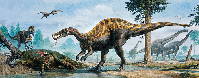 Baryonyx, Neovenator Iguanadon dinosaurs Dinosaurs, including Baryonyx  centre , Neovenator  left  and Iguanadon  dead , that lived during the Cretaceous period.