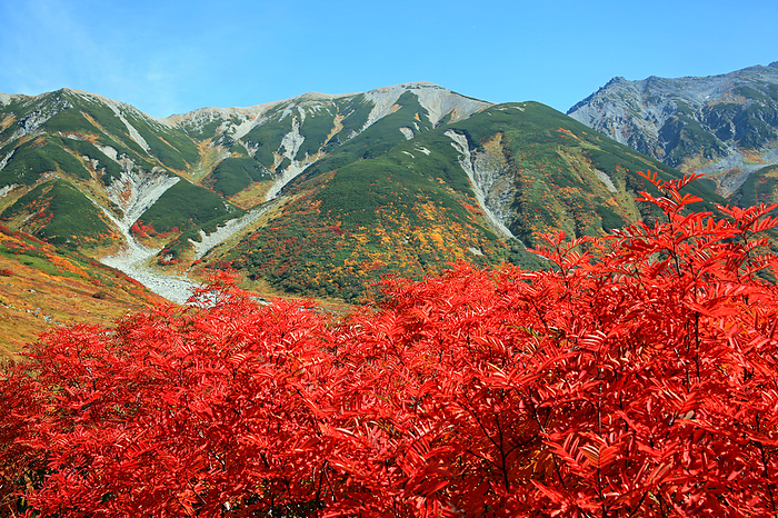 Autumn leaves of Mt. Masago from Jodosawa, Tateyama Town, Toyama Prefecture