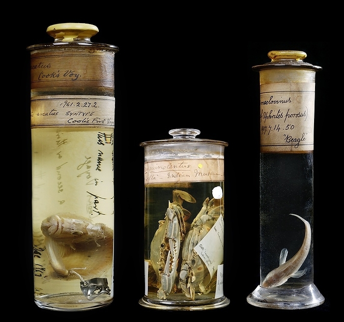 Preserved museum specimens Preserved museum specimens. From left to right, jars contain hawkfish collected during Captain Cook s first Endeavour voyage  1769 1771 , swimming crabs  Portunidae family  , collected during Matthew Flinders s Investigator voyage  1798  and Patagonian blennie  Eleginops maclovinus  collected by Charles Darwin during his Beagle voyage  1831 1836 . Specimens held at the Natural History Museum s Darwin Centre, London, UK.